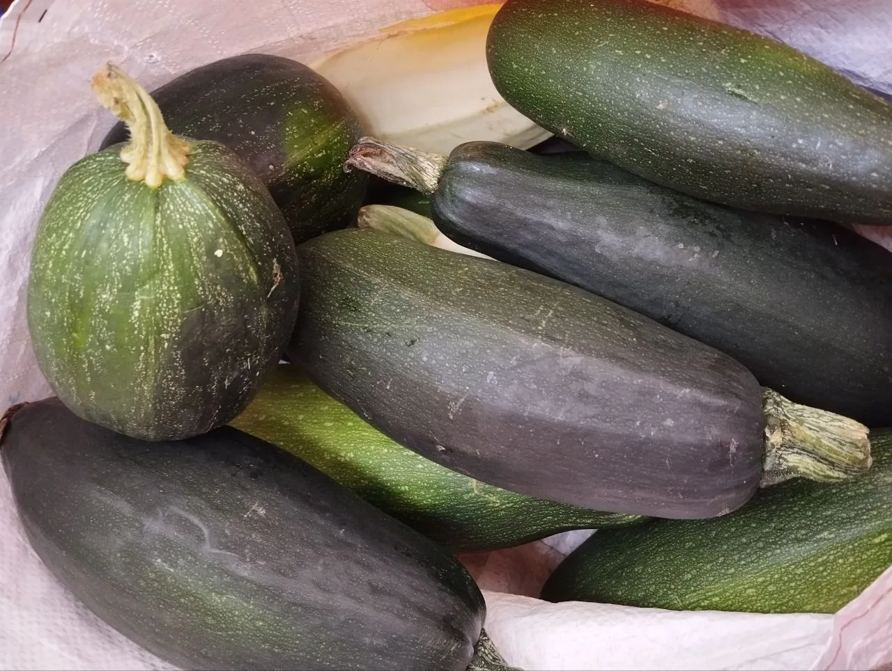 SOS. Кабачки захватили дачу!» 🥒😂