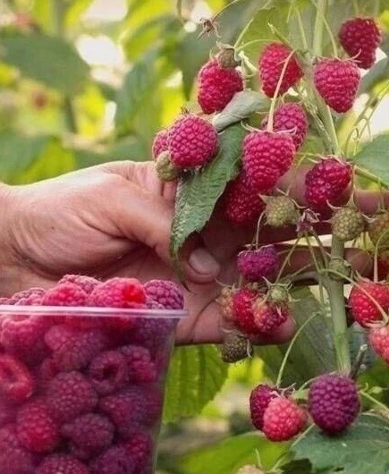 Чем подкормить малину после схода снега: 5 проверенных удобрений!  Весна — время пробуждения природы