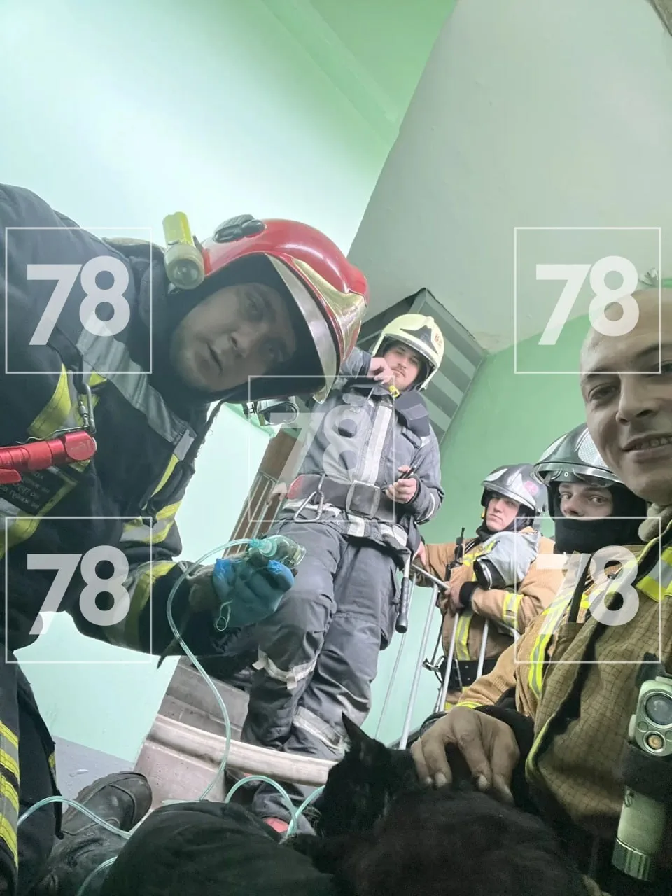 Пожарные спасли двух чилийских белок и кошку из огня на Купчинской