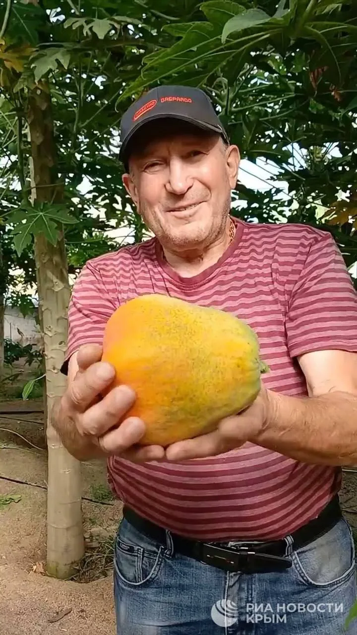 😋Папайю начали выращивать в Крыму