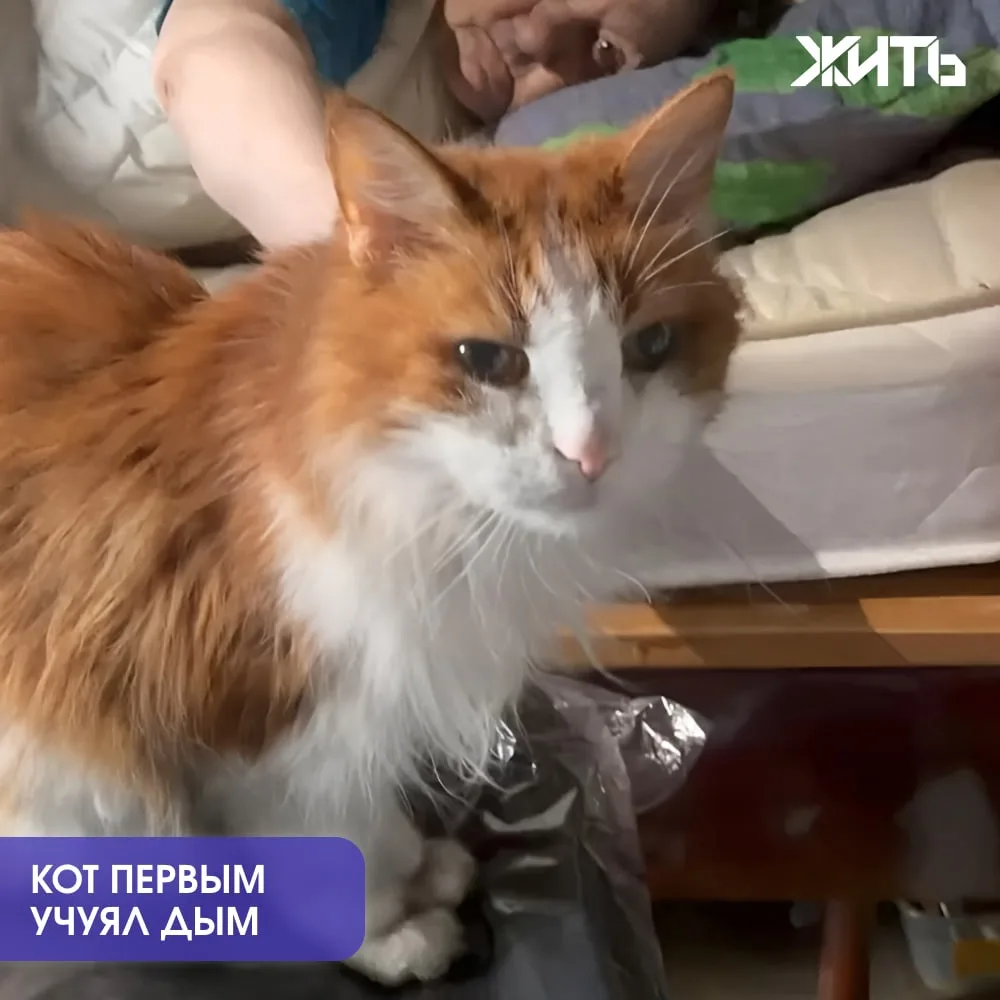 Кот Филипп разбудил хозяев во время пожара и спас им жизнь