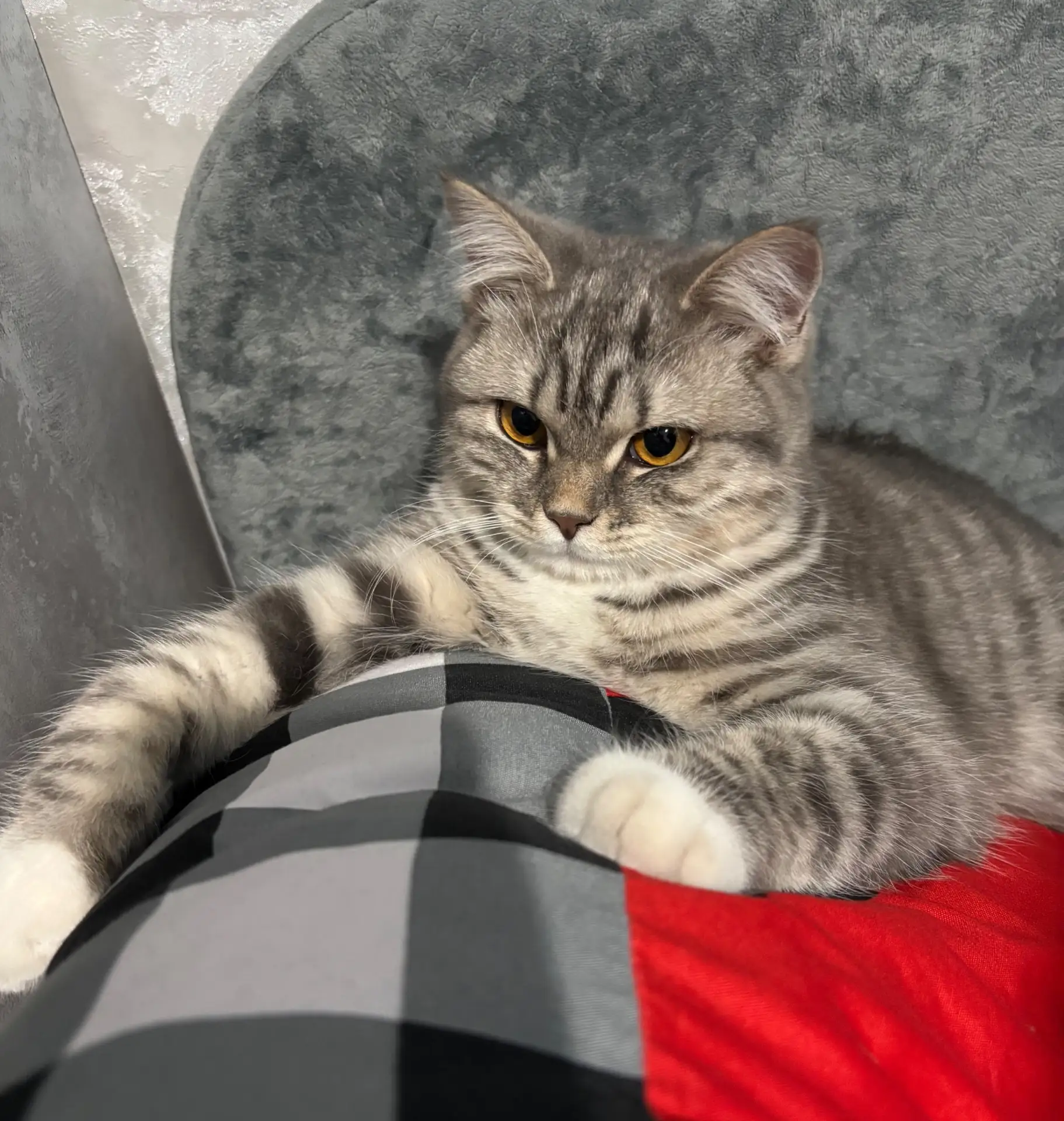 Пропала кошечка на Наливной улице 12.