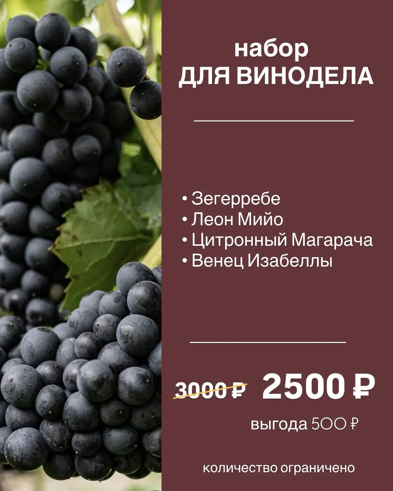 ВЫГОДНЫЕ ВИНОГРАДНЫЕ НАБОРЫ 🍇

➡️ Набор «2+2» 
В нем 4 саженца: 2 бессемянных + 2 столовых сорта. Г