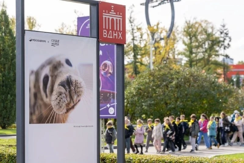 🦭 На ВДНХ открылась выставка о спасении тюленят