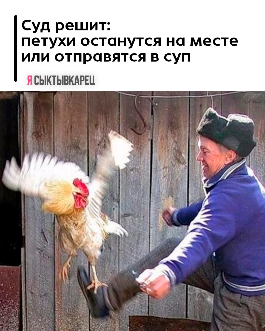 Суд решит: петухи останутся на месте или отправятся в суп.