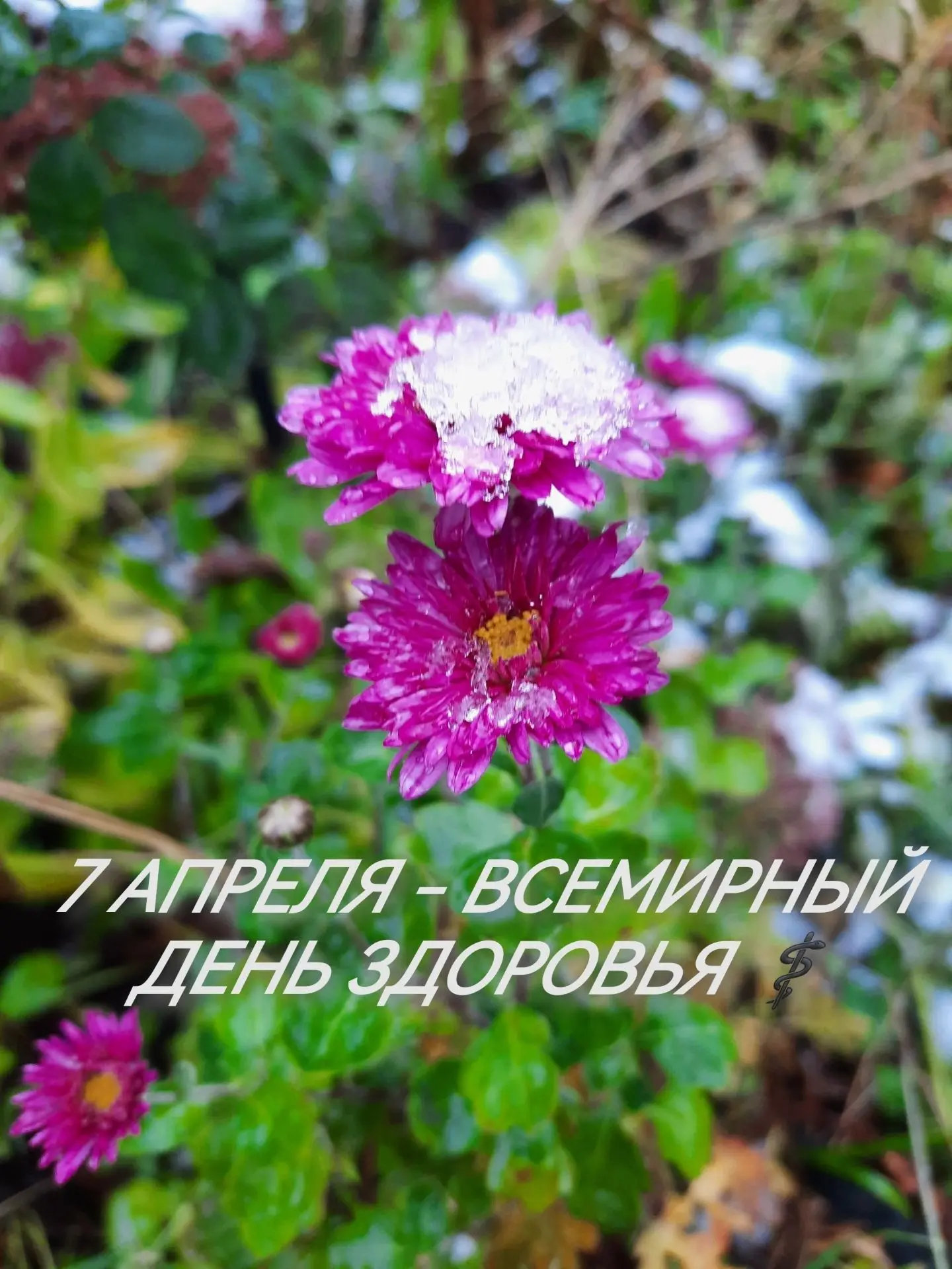 7 апреля — Всемирный день здоровья