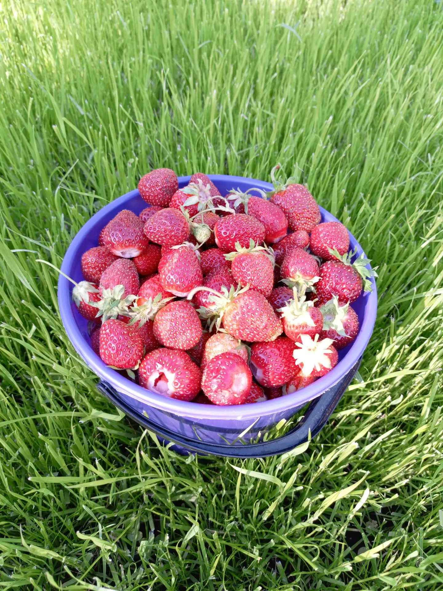 Продам клубнику 🍓 Только что собрали. Тел. 8-951-038-93-74

Автор: Виталий Максимов