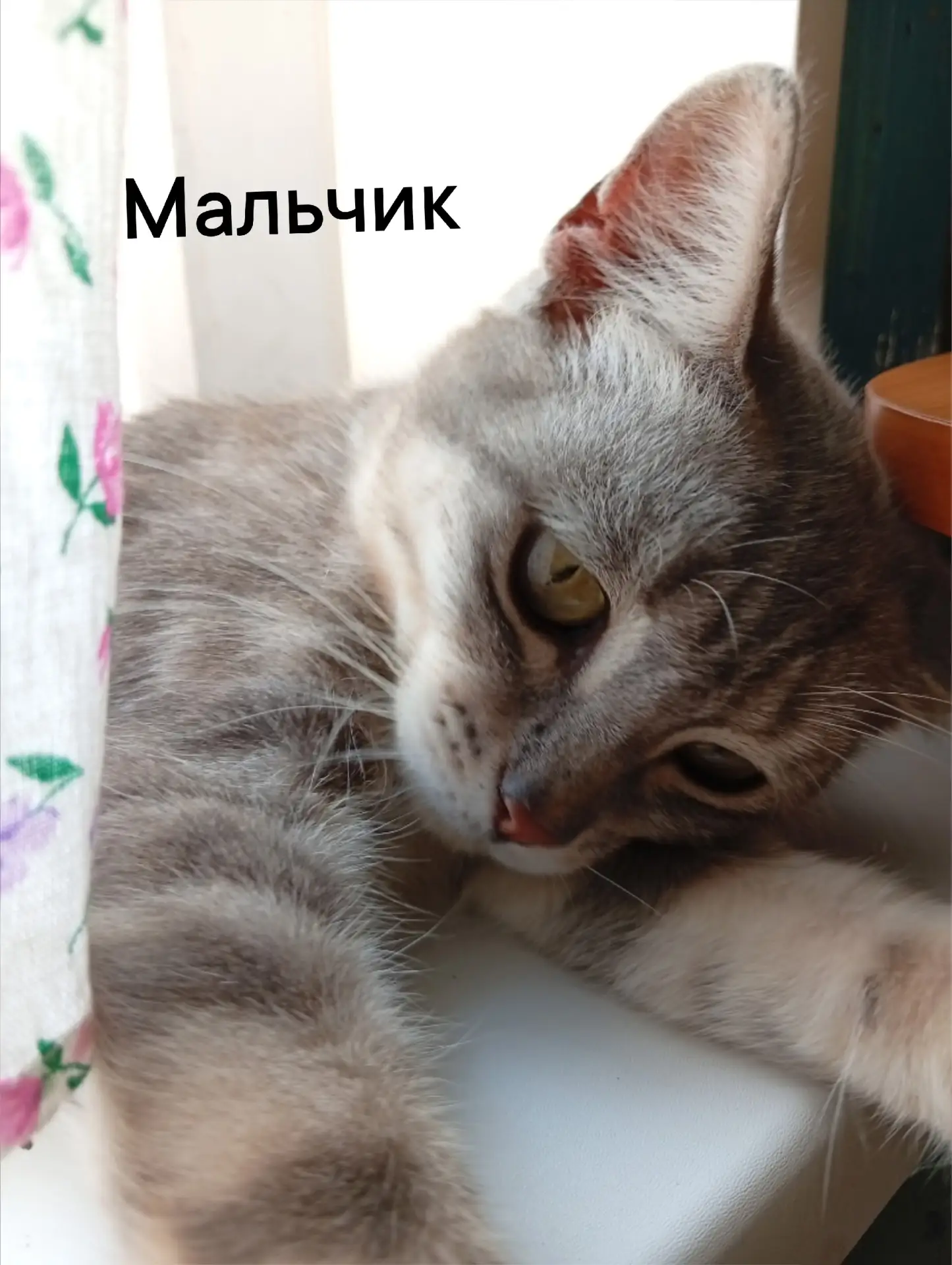 Отдам в хорошие руки