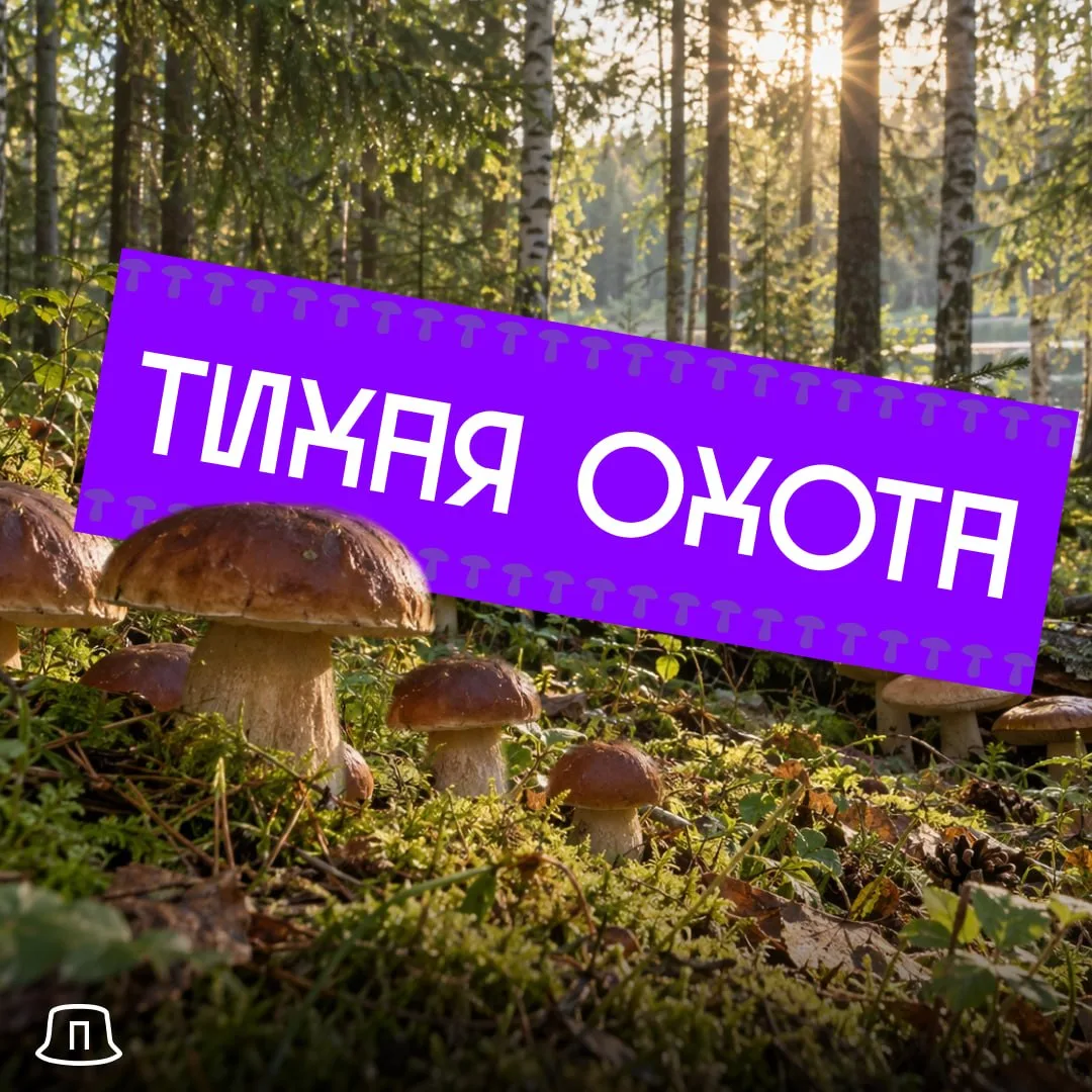 Лес так и манит тишиной, прохладой и ароматами грибов.