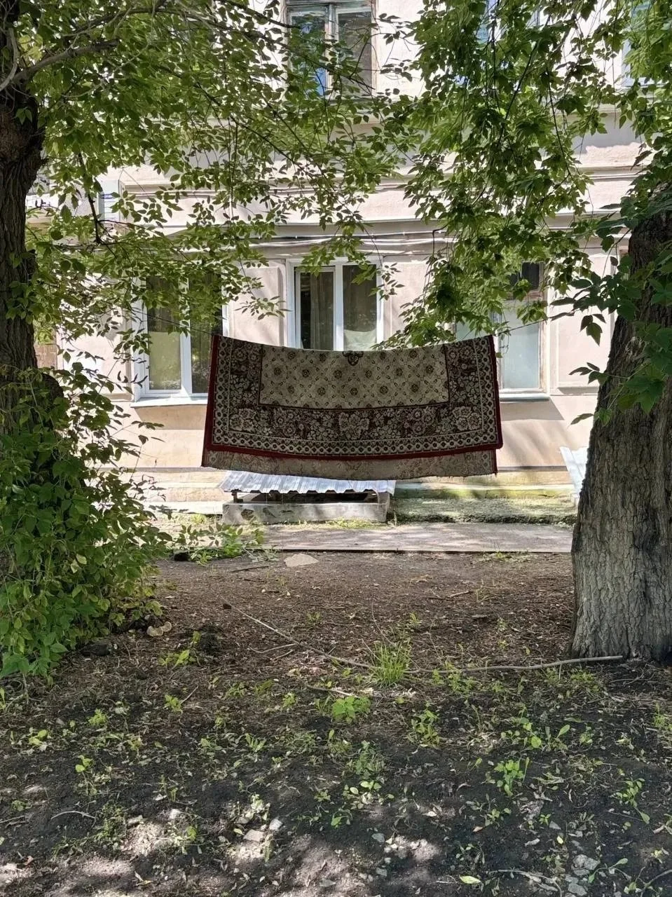 Чтобы почистить ковёр дома, нужна сила двух деревьев 🌳🌳