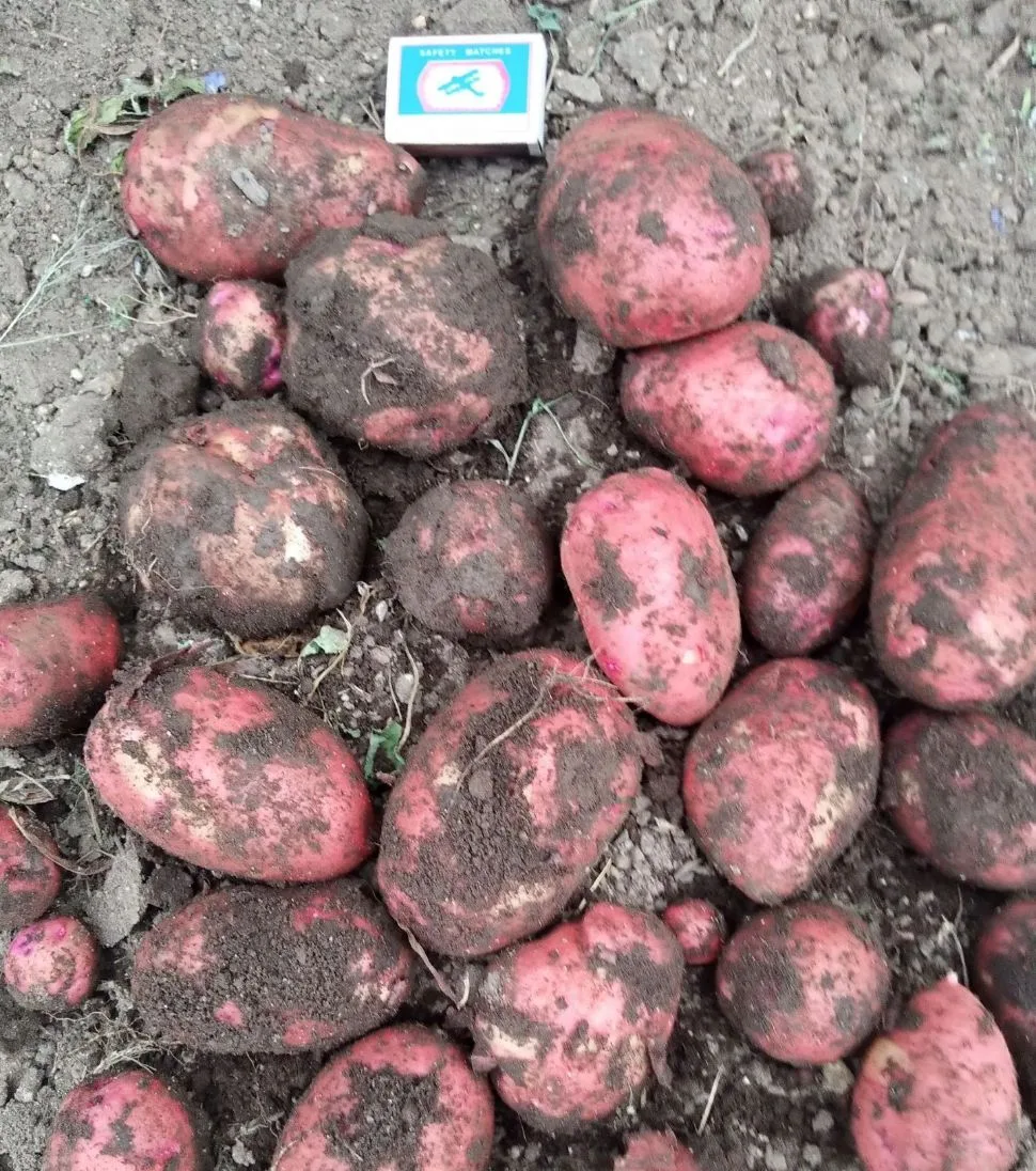 Продам свежий картофель, цена 700 руб./ведро 10 л. Только по предварительному звонку. Самовывоз СНТ 