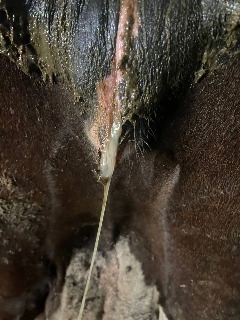 🐄 Течка у коровы: что нам говорят выделения 
 
Хочу показать вам наглядный пример, который подтверж