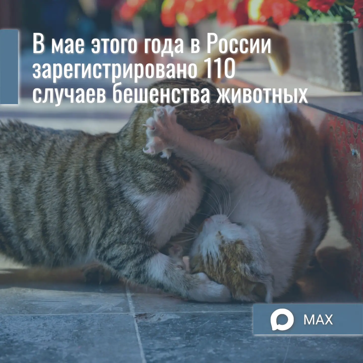 📊Такой статистикой с «ВиЖ» поделились в Федеральном центре охраны здоровья животных (ФГБУ «ВНИИЗЖ» 