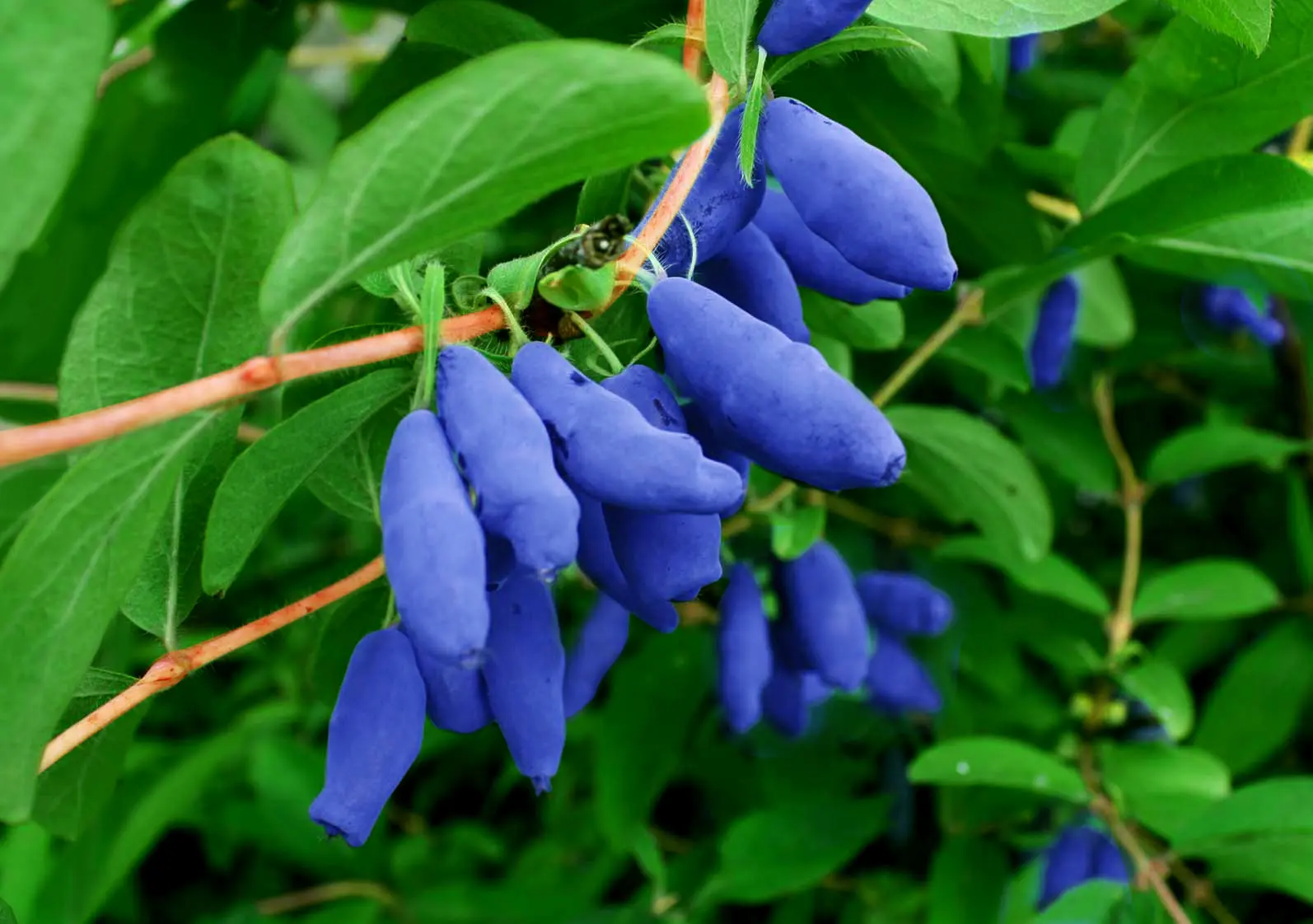 👩‍🌾 УХОД ЗА ЖИМОЛОСТЬЮ ПОСЛЕ СБОРА ЯГОД.