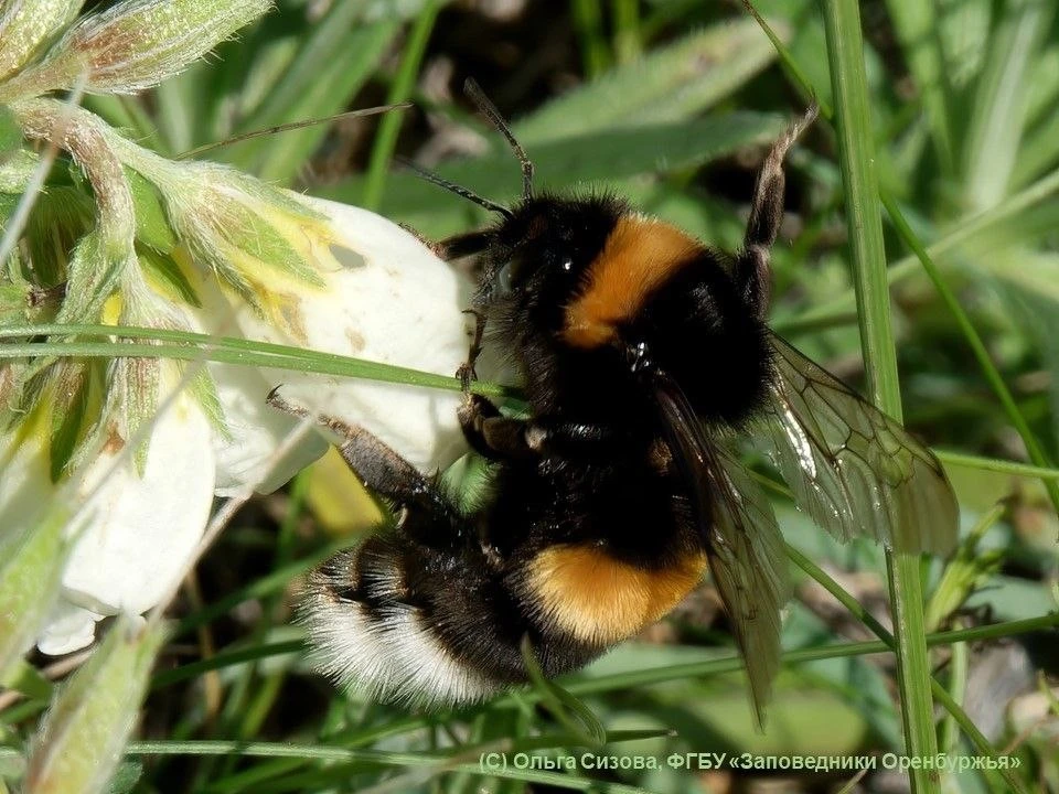 🐝 Доброе утро!