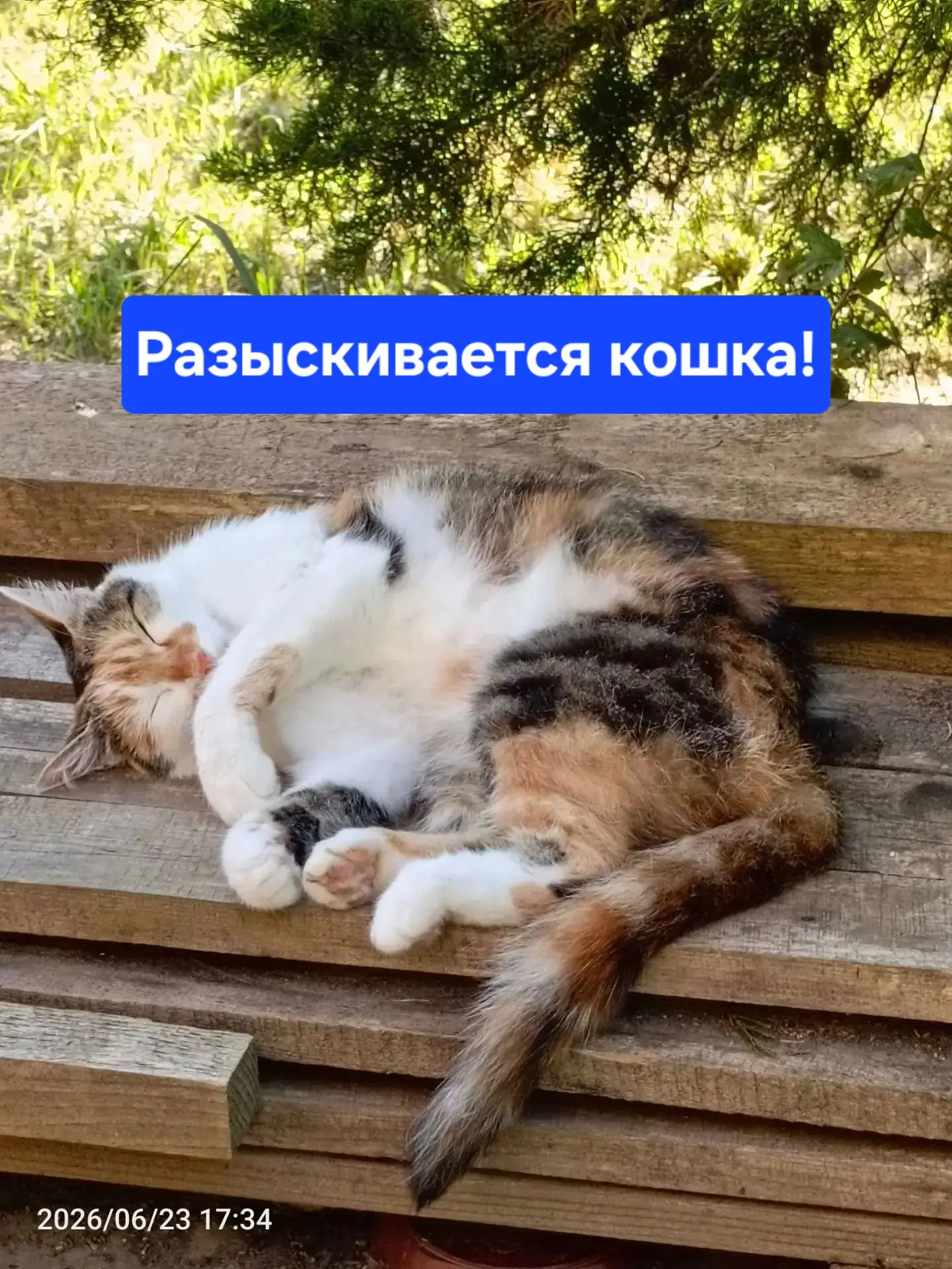 На Крупской возле ветеринарии сбежала кошка, привезли ветеринару и она сбежала. Искали ...