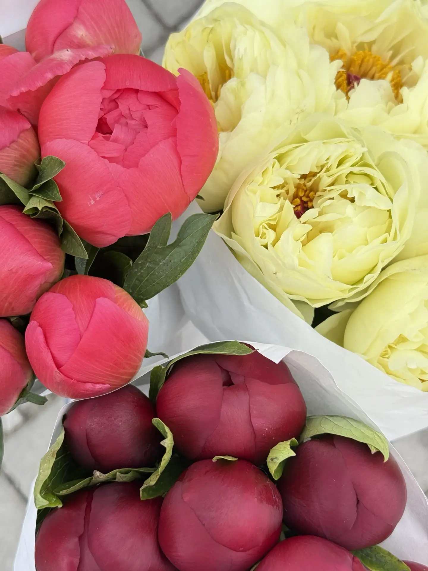 🌺 открываем любимый сезон ПИОНОМАНИИ