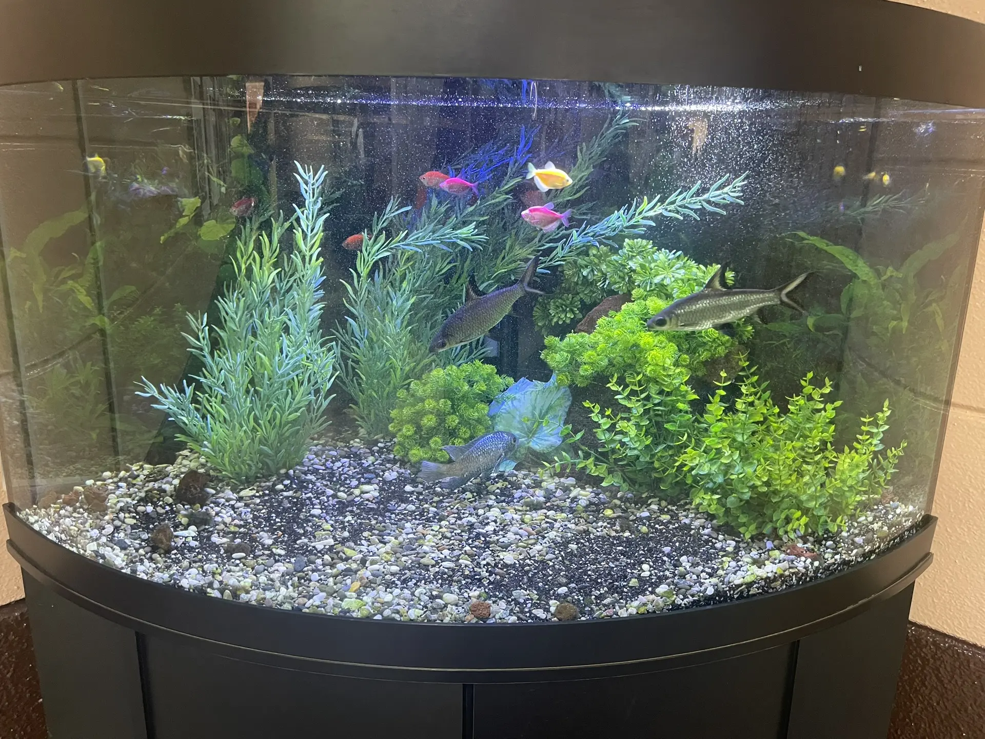 🐠💙 СПАСИБО ЗА ПОДАРОК ГИМНАЗИИ! 💙🐠  Выражаем благодарность Михайловой Василисе, ученице 5Г класса, и