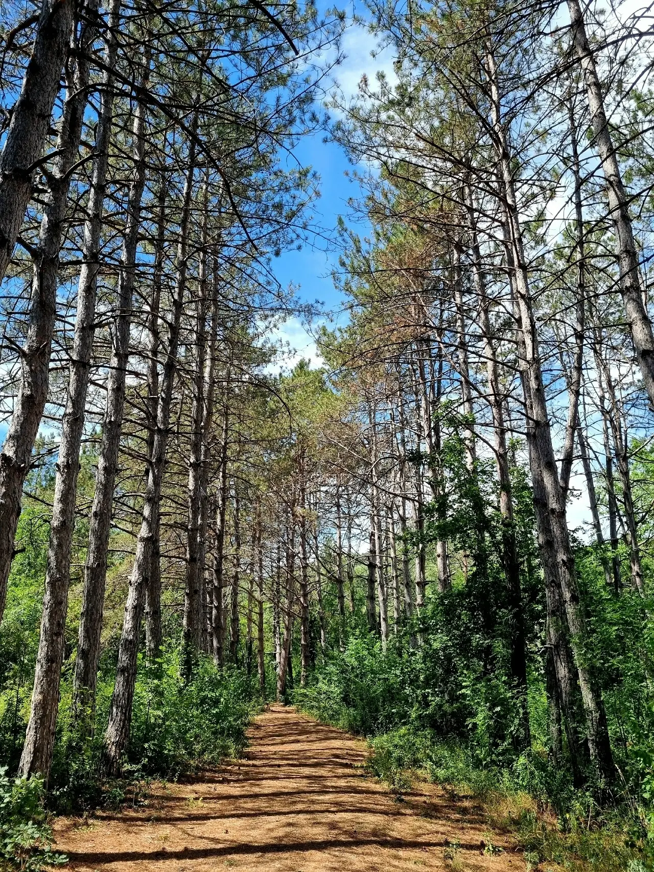 Снимки с прогулок по крымским лесам 🌿🌳🌱