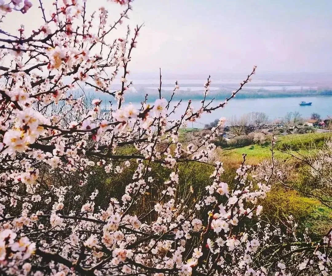 🌸Цветение в Александровке с прекрасным видом на Дон