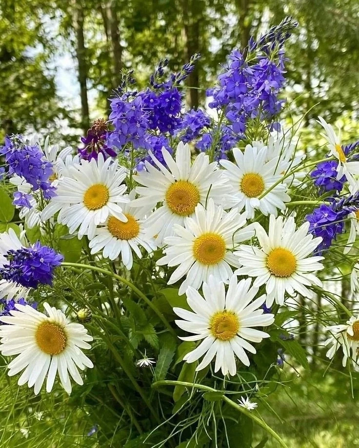 24 июня-ДЕНЬ РОМАШЕК🌼🌼🌼