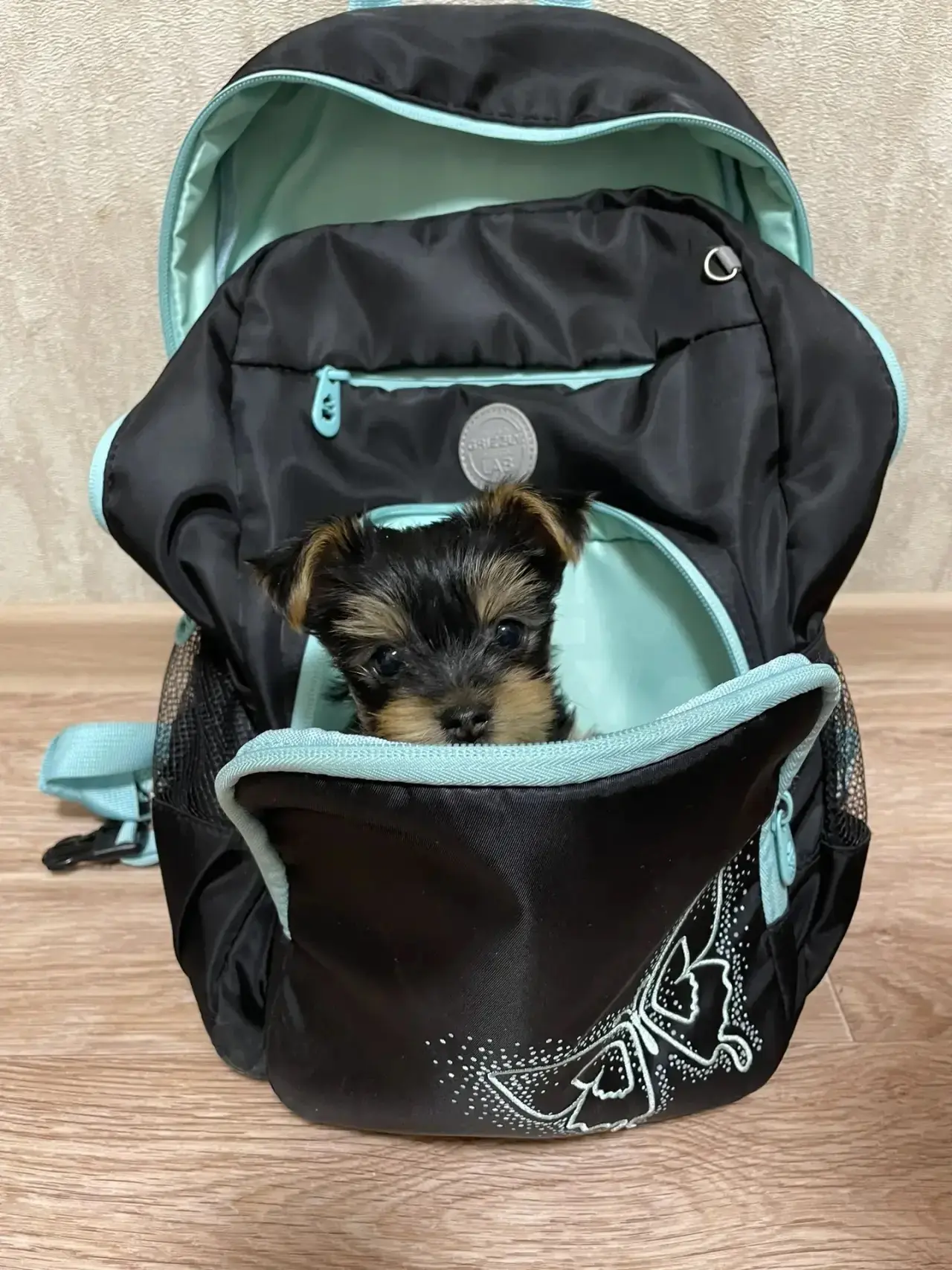 Привет от Лизы-первоклашки 🐶