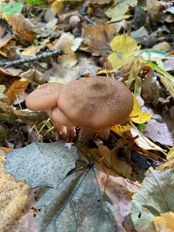 🍄🍄🍄Грибное настроение
