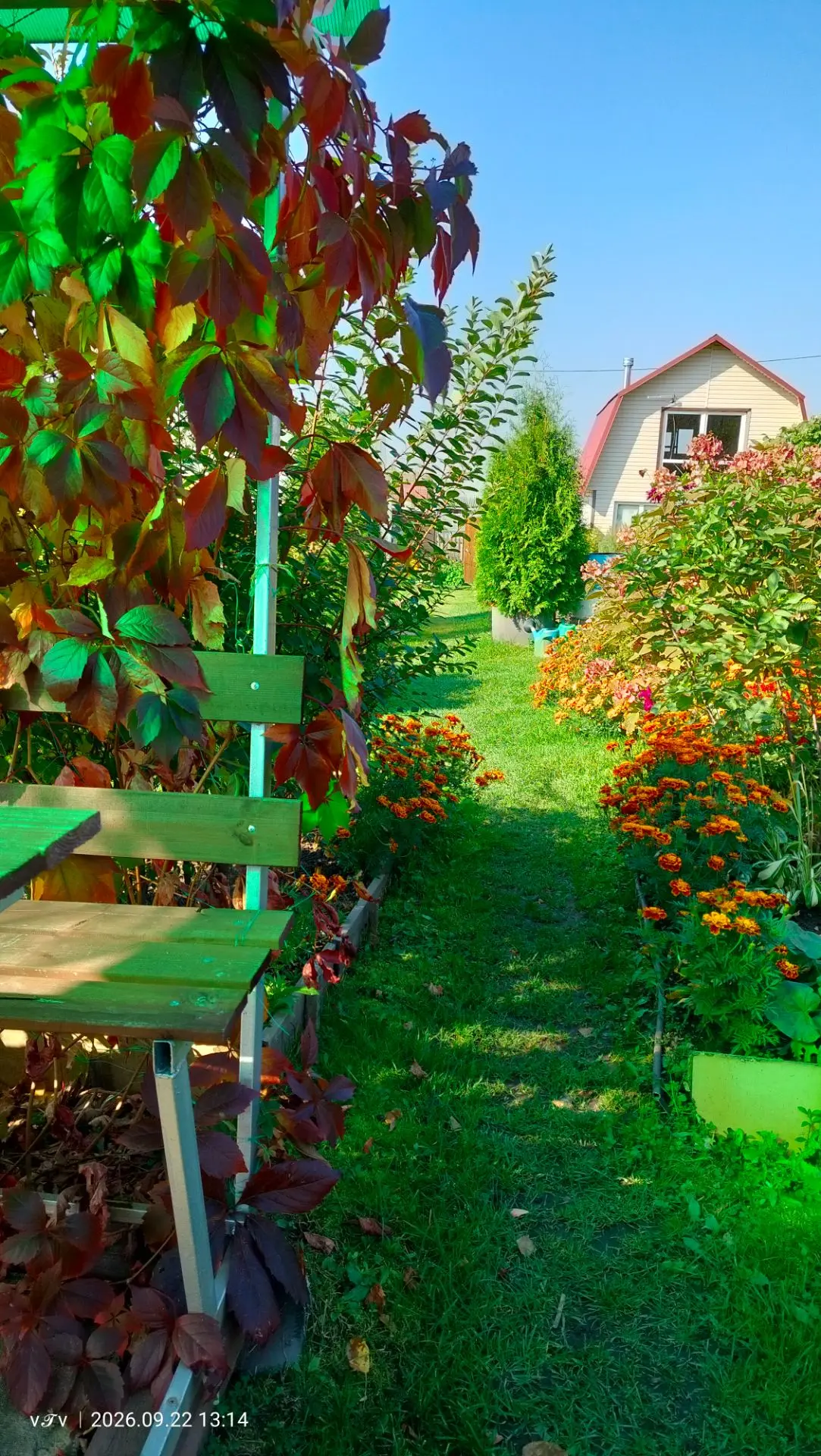 Лето вам в ленту🌼🌼🌼 хотя и Осень на дворе, но цветы ещё радуют своими красками и аро...