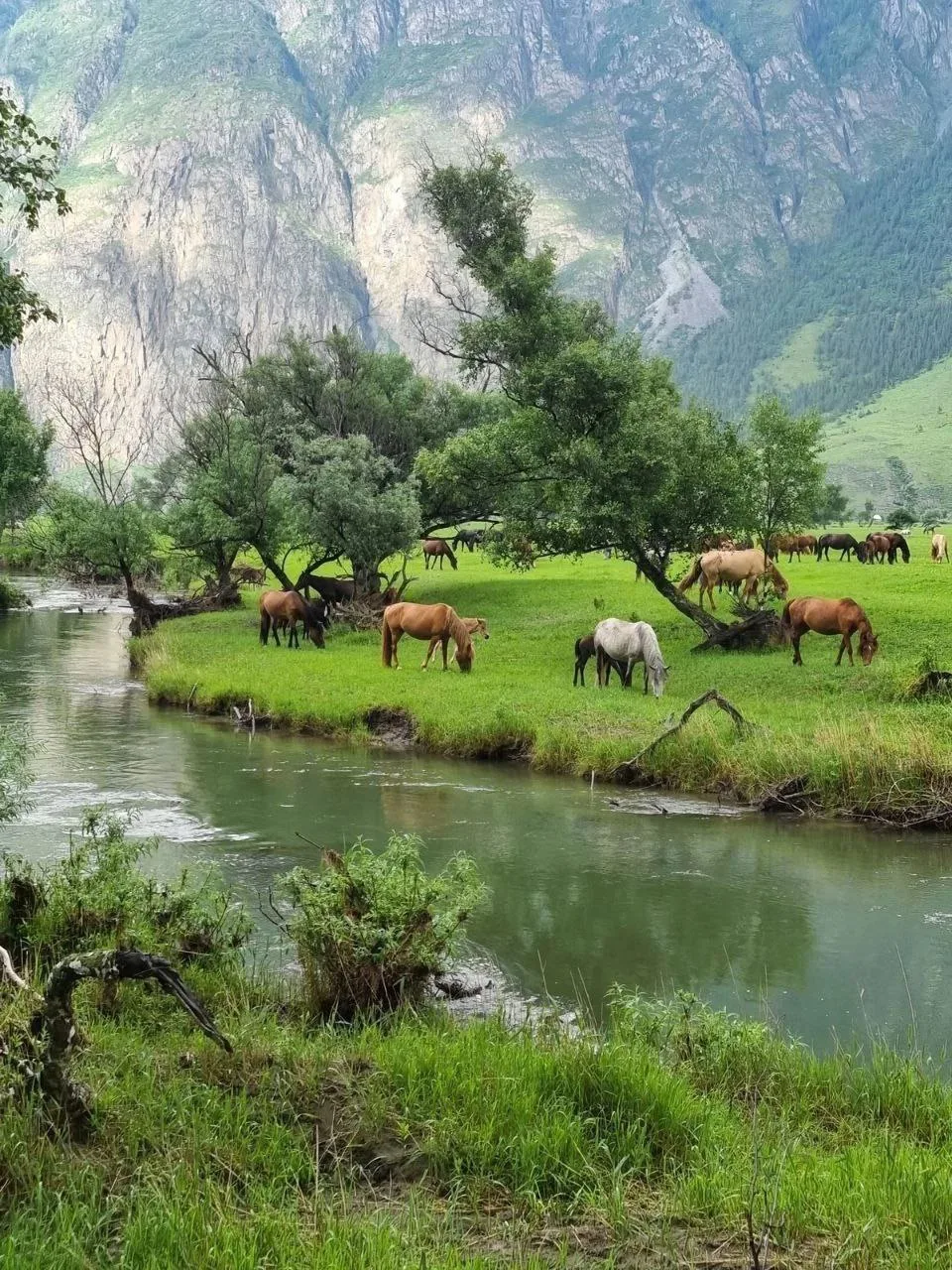 🐎Кони в долине реки Чулышман. Это основной приток Телецкого озера 😍
