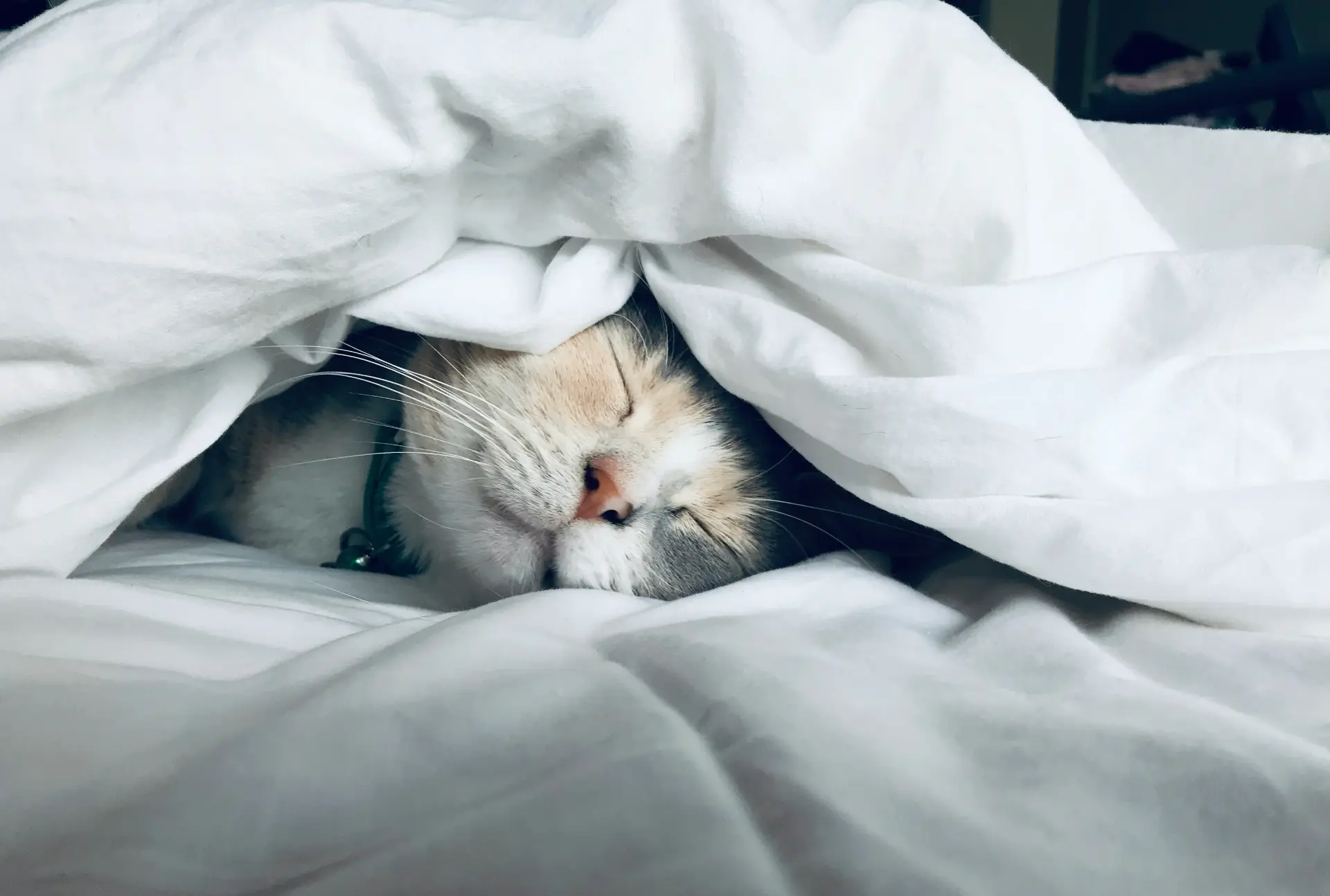 Кошачья спальня может оказаться где угодно 🐈

Кошки умеют выбирать для сна такие места, будто у них