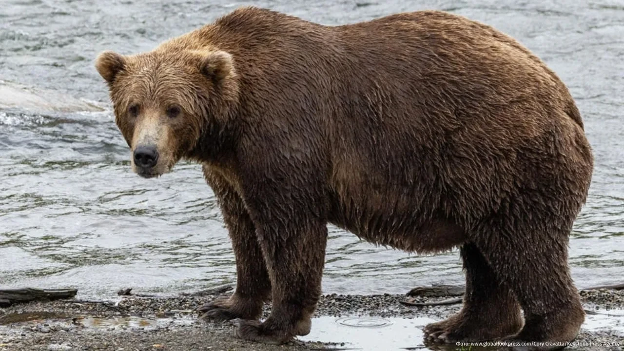🐻 В Иркутской области 81-летний рыбак отбился от медведя и уплыл на лодке