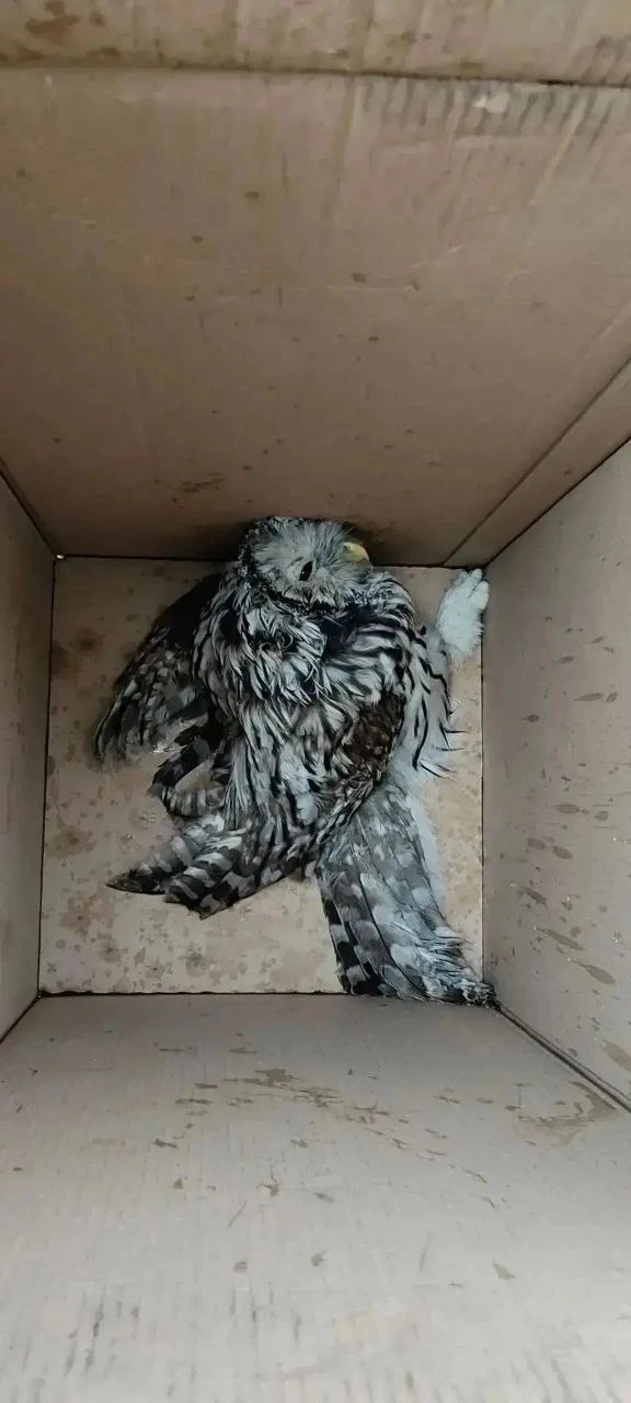🦉 В Тольятти целый «спецназ» спасал сову, застрявшую между фонарями