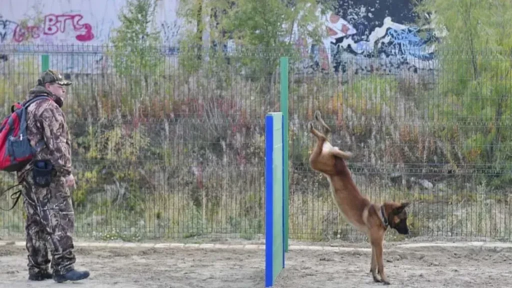 🐶 В Салехарде появились официальные места для выгула собак без поводка.  Глава города Алексей Титовс
