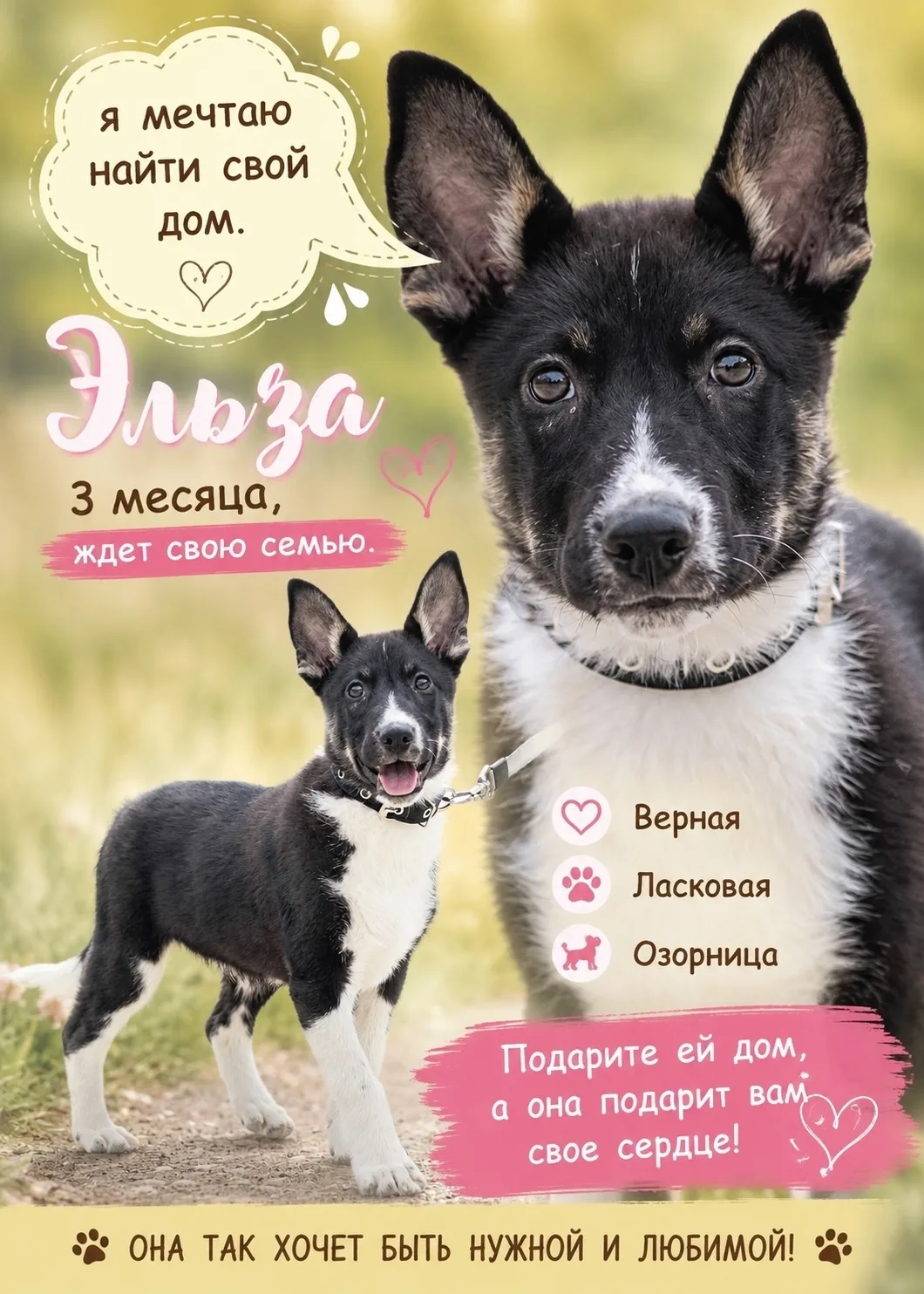 Щенки В ДОБРЫЕ РУКИ (бесплатно) 🤲