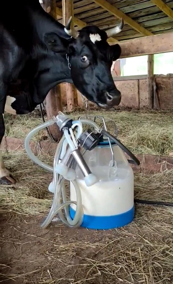 🐮 У нас тут сегодня маленький молочный рекорд!