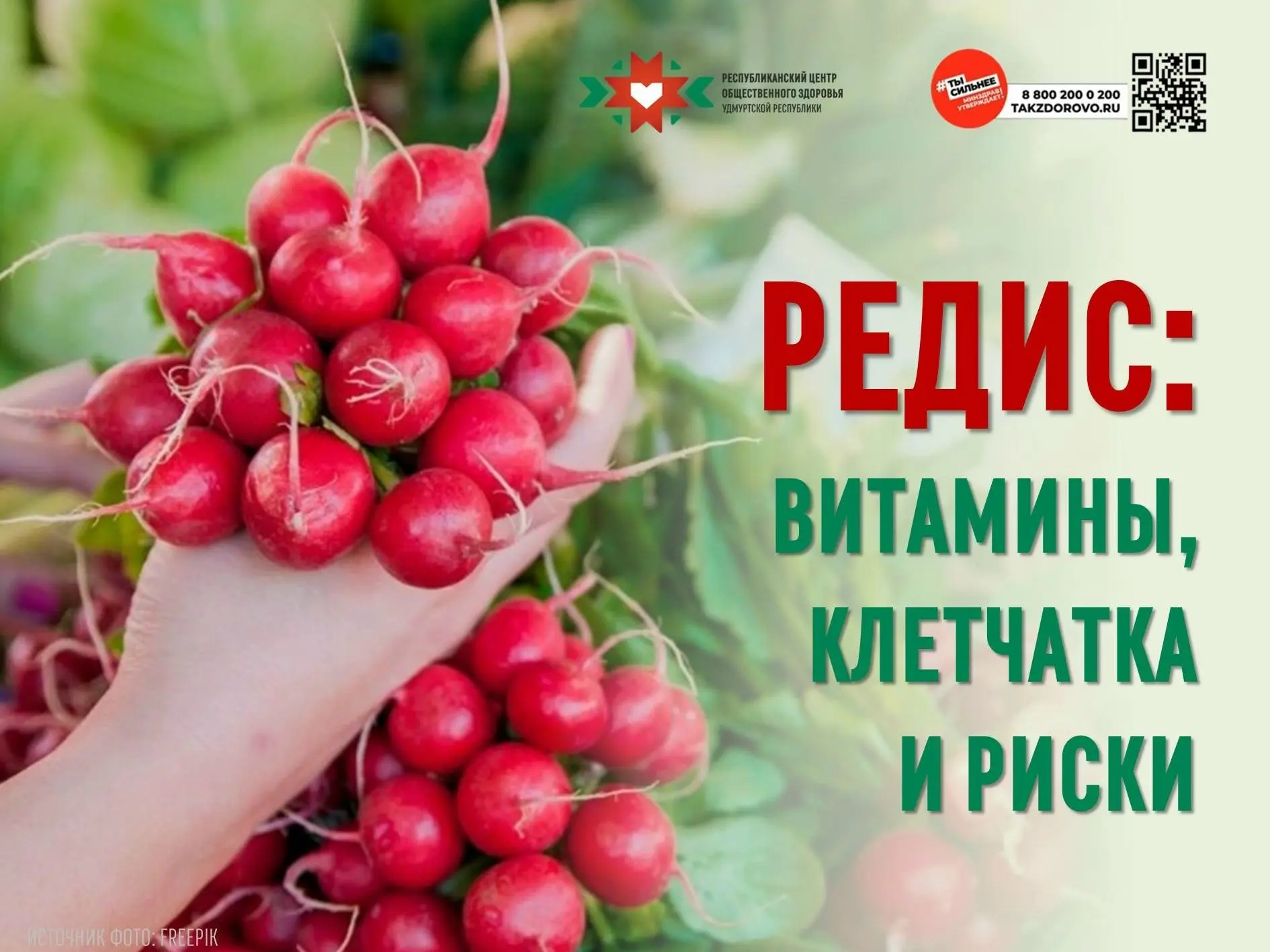 Редис — один из первых весенних овощей на наших столах. Он на 95% состоит из воды и сод...