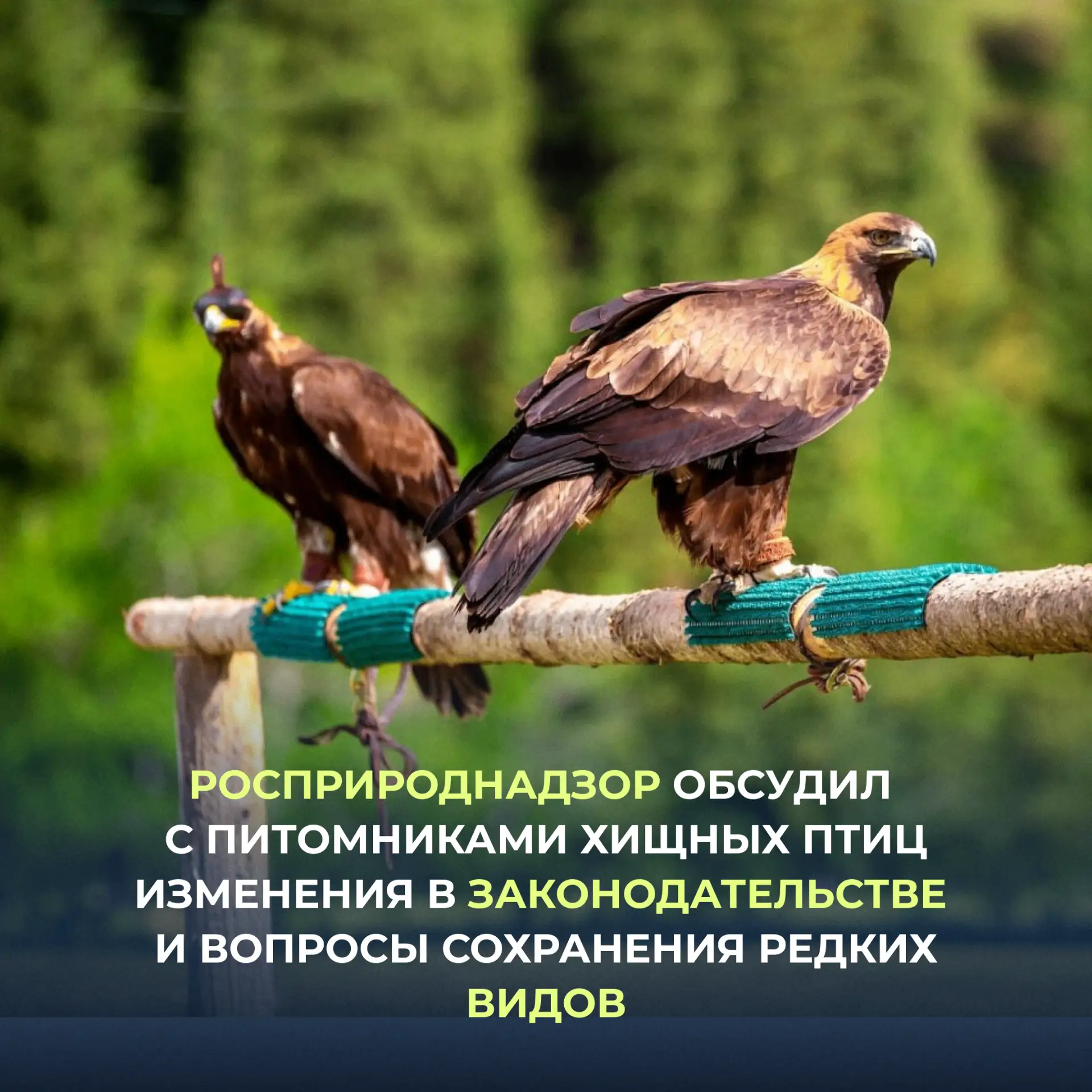 Замглавы Росприроднадзора Татьяна Кузнецова провела совещание с руководителями питомник...