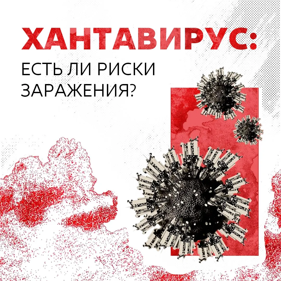 Хантавирус: мифы и правда об инфекции 🦠