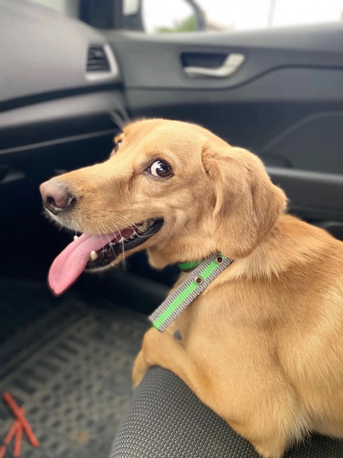 ❤️🐶Каспер, Тайсон, Снежа, Чеба, Лана!

Держитесь, от этой милоты невозможно устоять!

Всех этих пуш