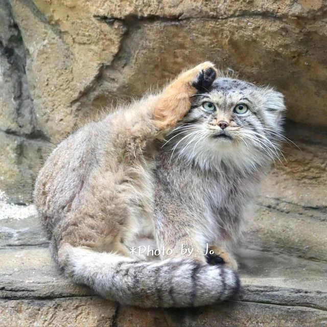 З - здравия желаю, трщ листатель! Мемные котьки
