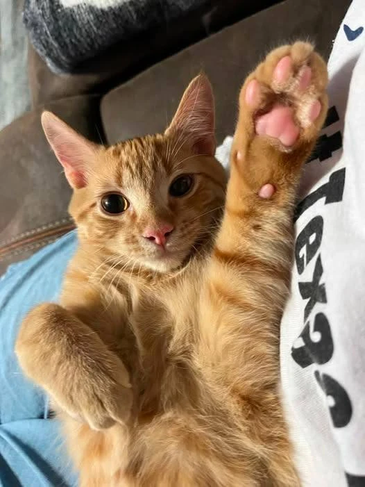 Потягушки и демонстрация идеальных розовых пяточек 🐾 На это можно смотреть бесконечно 😻