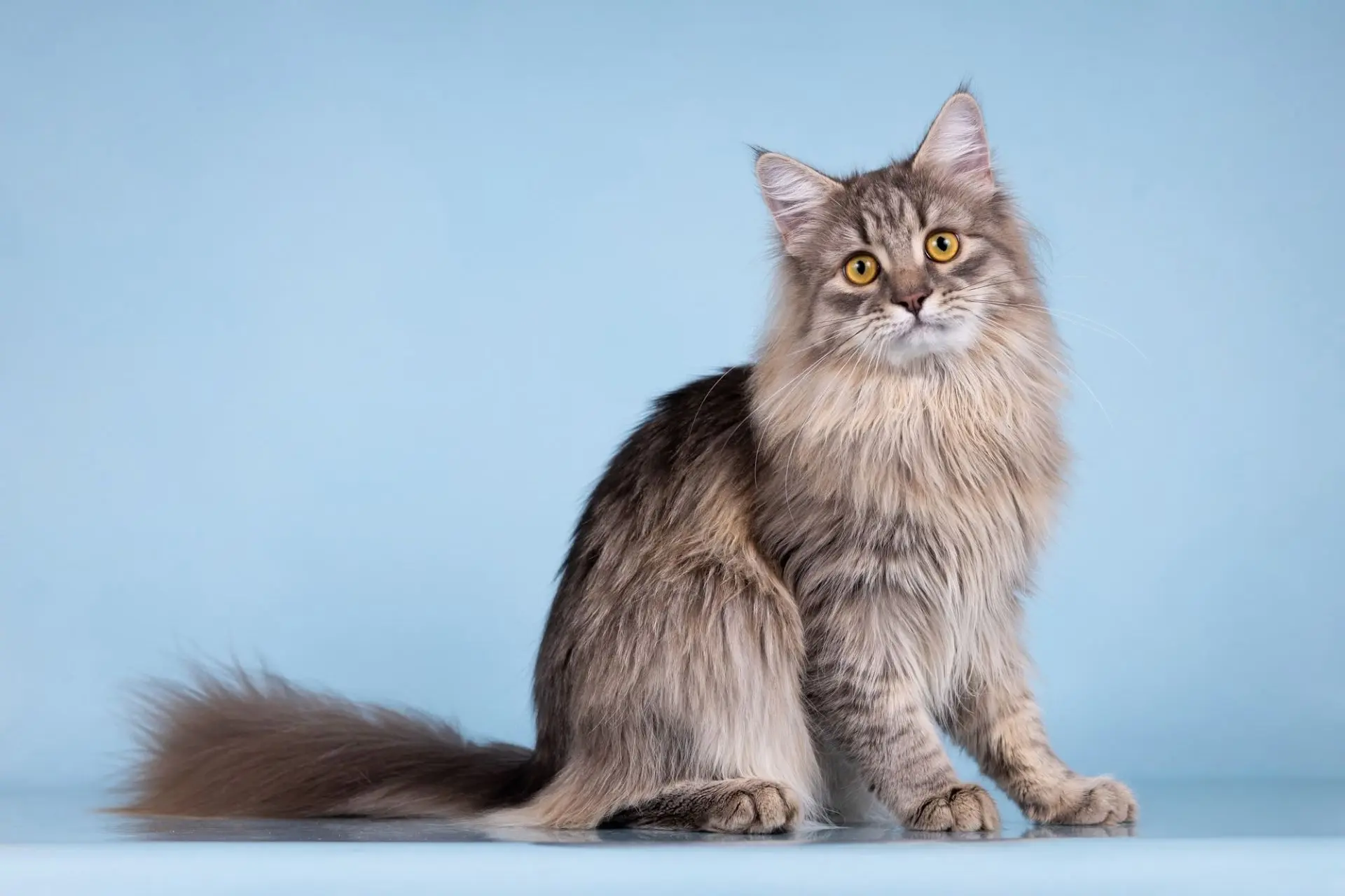 Москва. Очень просим репостов 🐈

Кот по имени Мумрик молод, пушист и очарователен.
День Мумрика это