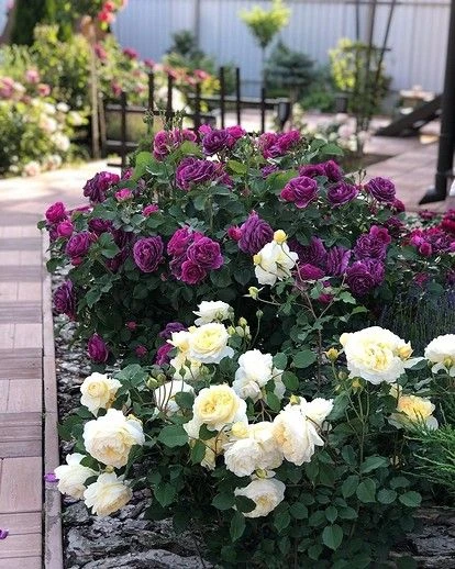 🐜 УЖЕ ХОТЕЛА СМИРИТЬСЯ С ЭТИМИ МУРАВЬЯМИ… но один копеечный способ всё изменил!

Муравьи у меня обл