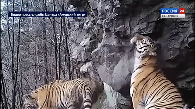 Кадры с тиграми из фотоловушки, установленной в нашем крае, покажут на фасаде Останкинс...