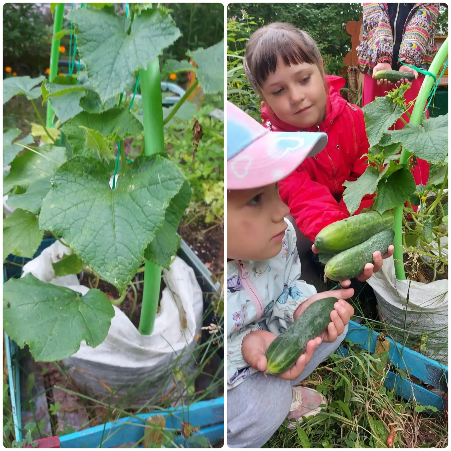 У нас долгожданное событие! Мы собрали первый урожай огурчиков! 🥒
Дети с интересом наблюдали за тем