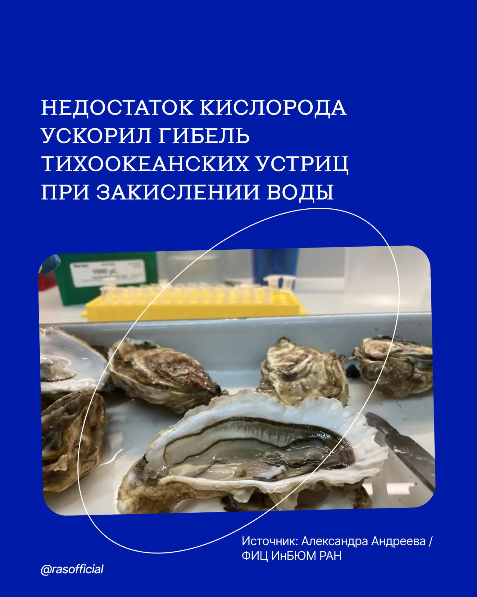 Недостаток кислорода ускорил гибель тихоокеанских устриц при закислении воды

Учёные Института биоло