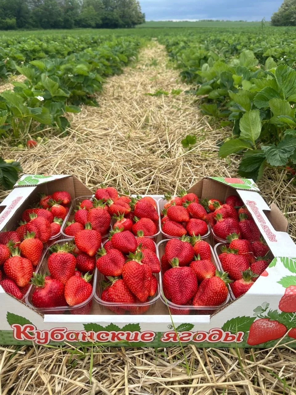 Свежие ягодки 🍓🍒