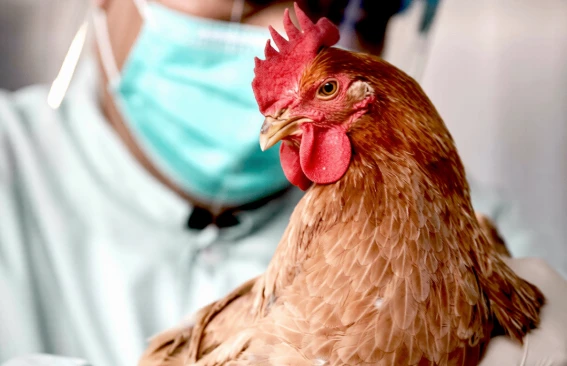 «Птичий грипп: как не заразиться и что важно знать»🐔

Птичий грипп пугает одним названием - и не зр