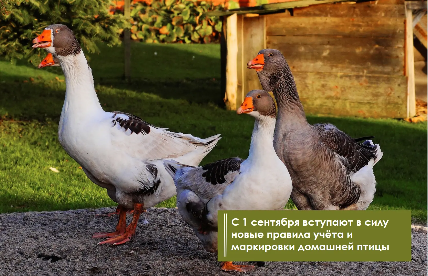 ✅Специалисты Управления Россельхознадзора по Брянской, Смоленской и Калужской областям ...