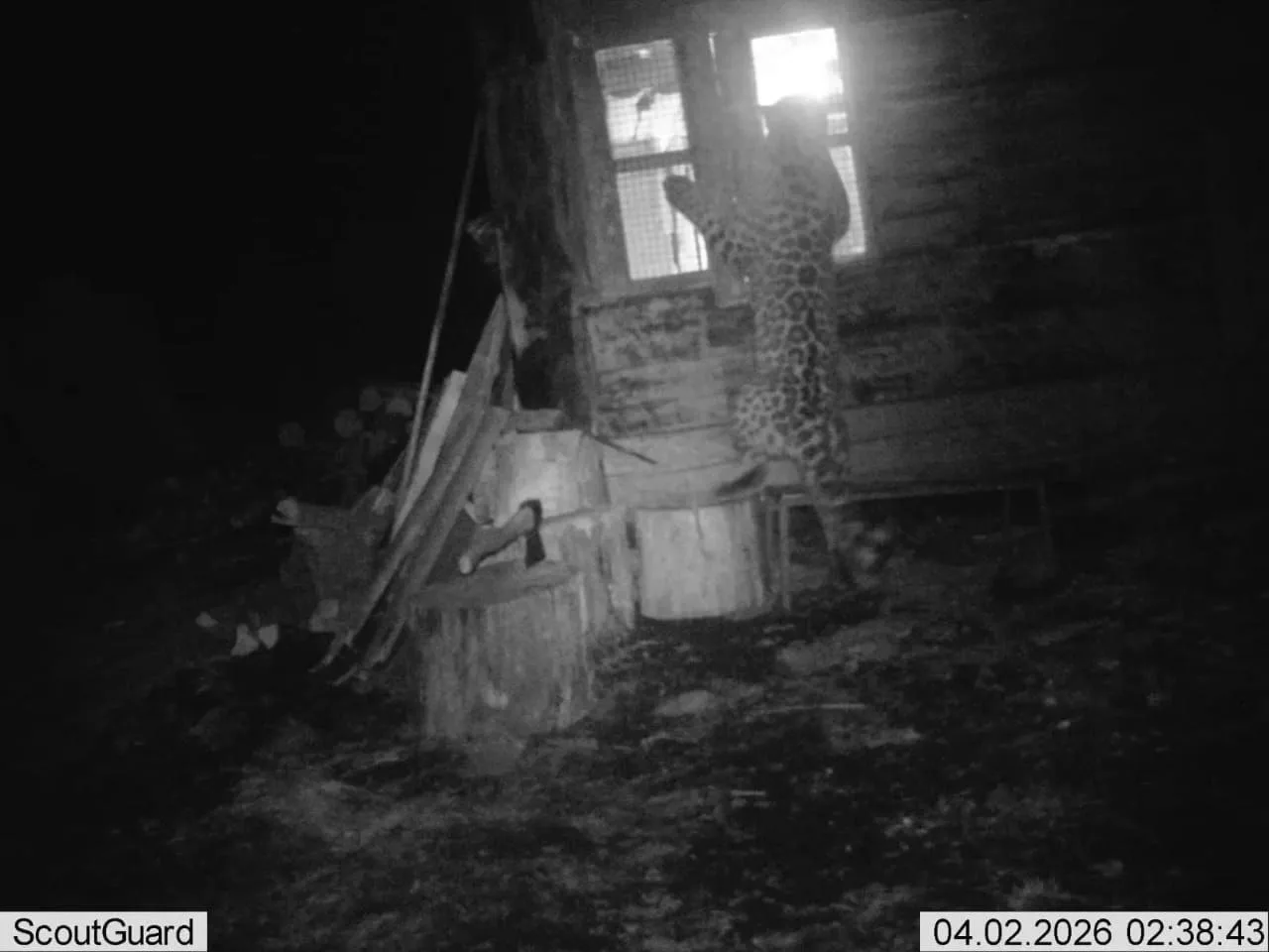 🐆В Приморье ночью леопард-разбойник пытался залезть к людям домой через  окно, а потом проник в сара
